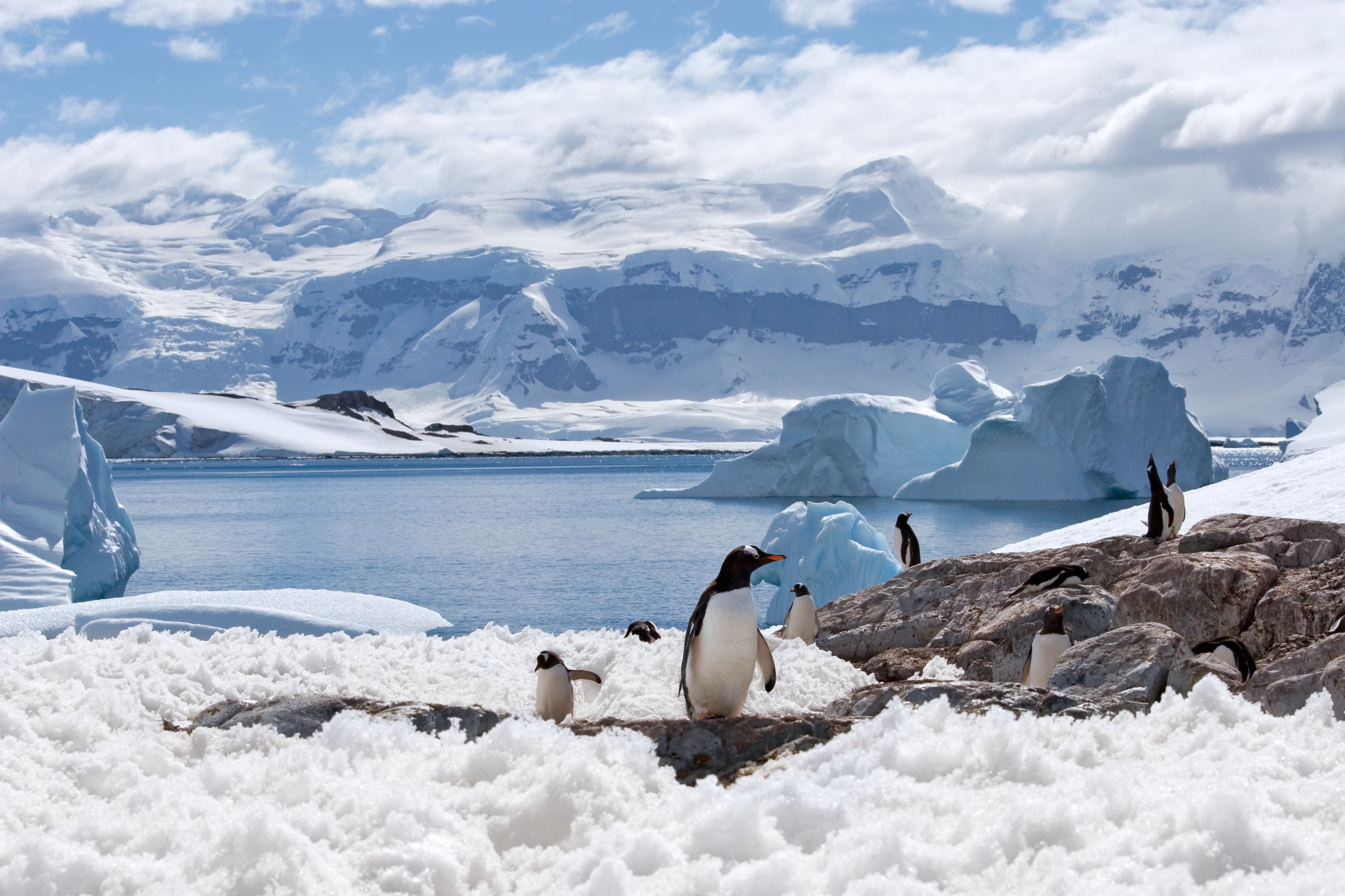Lonely Pinguïns met camera